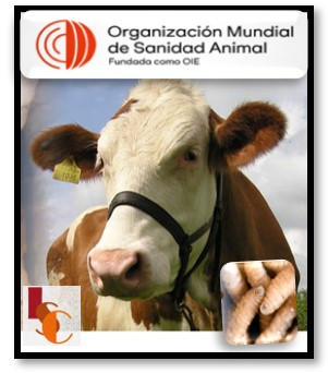 En Campeche, plaga del gusano barrenador avanza: OMSA.